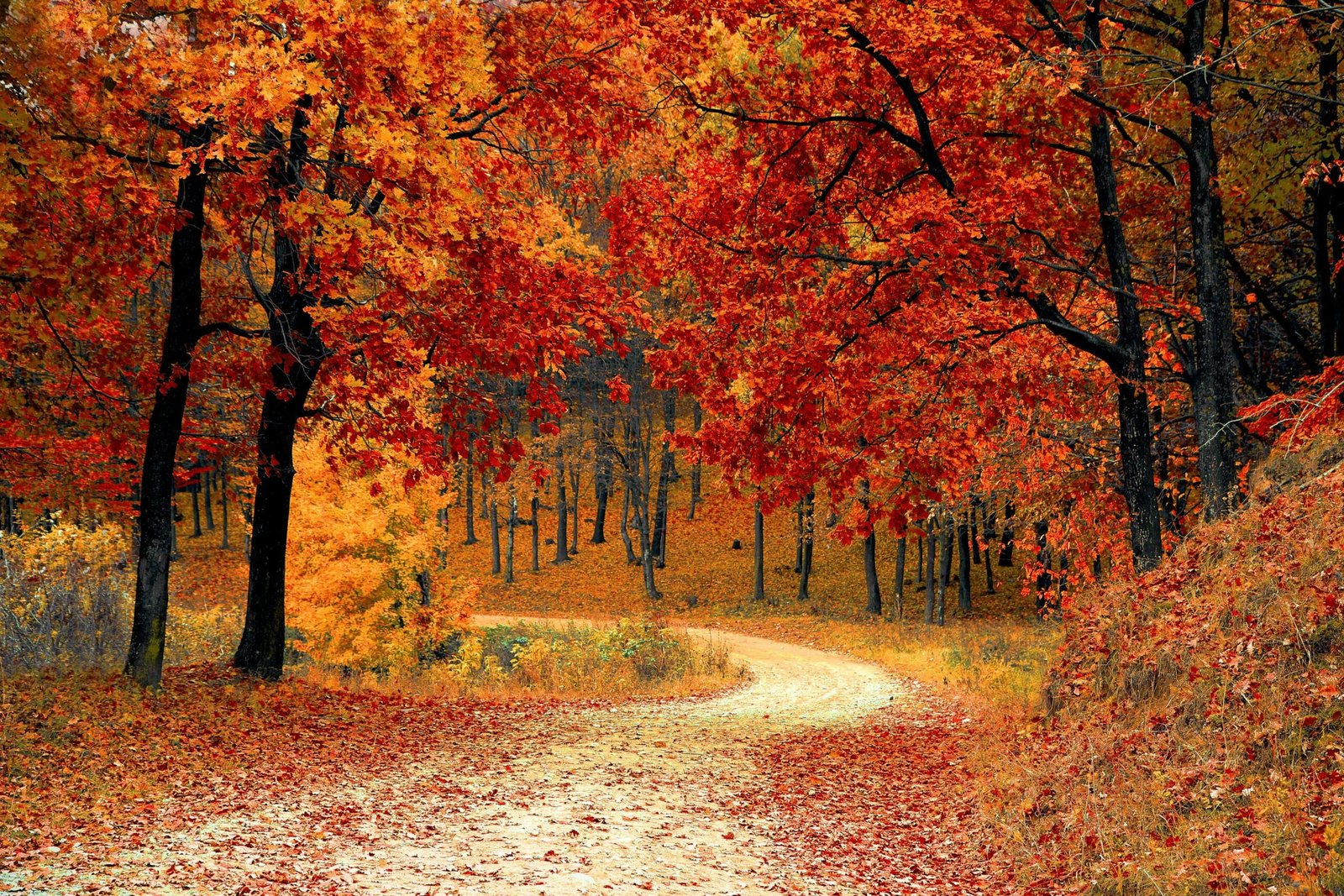 Winding road covered in autumn leaves, symbolizing reflection, transition, and fall self-care rituals
