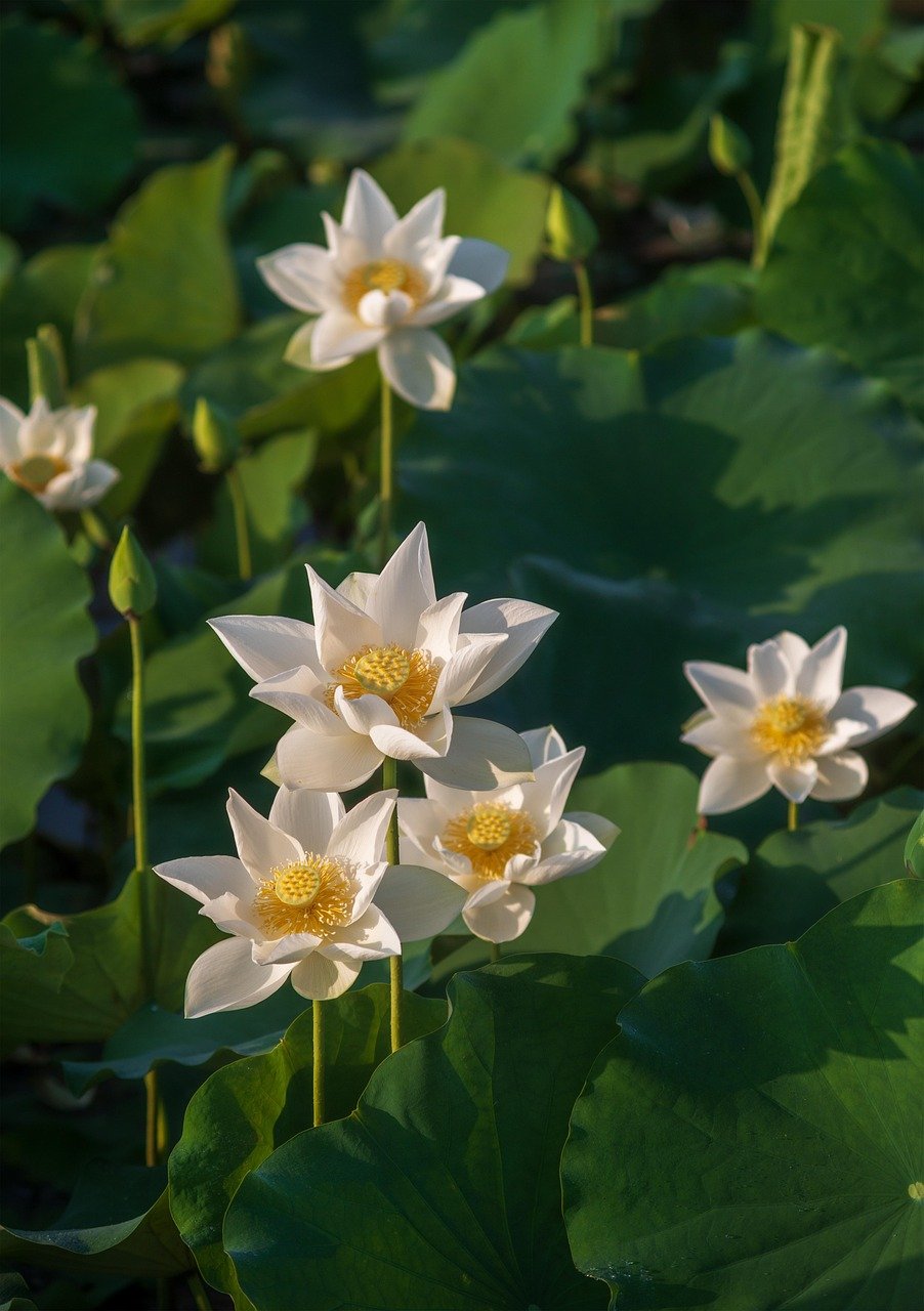 Lily pads with blooming flowers symbolizing mental wellness for actors, balance, and calm in a creative career
