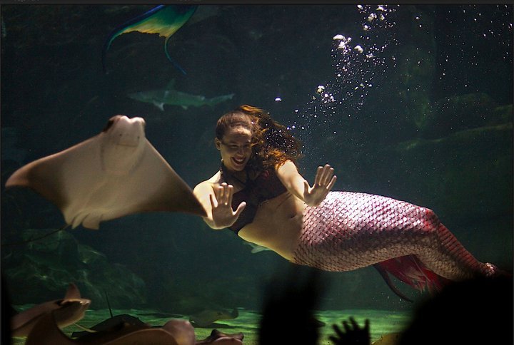 Professional Underwater Model For Hire: What It Really Takes to Work Beneath the Surface 2 Professional underwater model for hire performing in red mermaid tail at Ripley's Aquarium