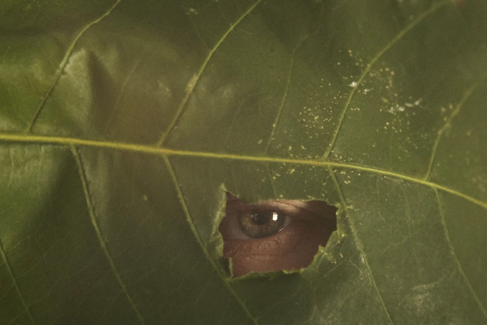 Power of Being Seen: 7 Powerful Lessons About Authenticity & Confidence 3 Person hiding behind a large green leaf with one eye visible